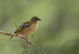 Vitelline Masked Weaver