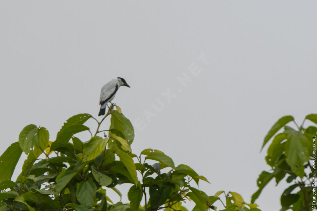 Black-crowned Tityra