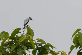 Black-crowned Tityra