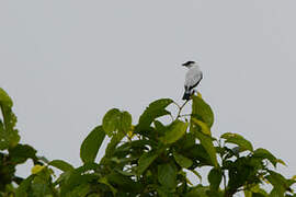 Black-crowned Tityra