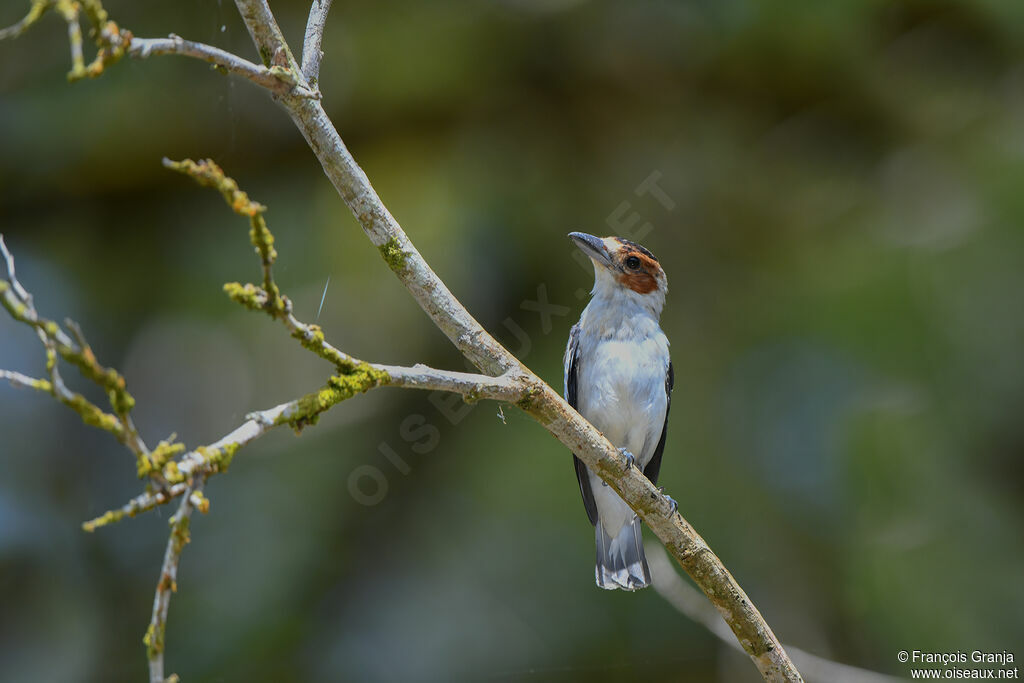 Black-crowned Tityra female