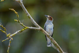 Black-crowned Tityra