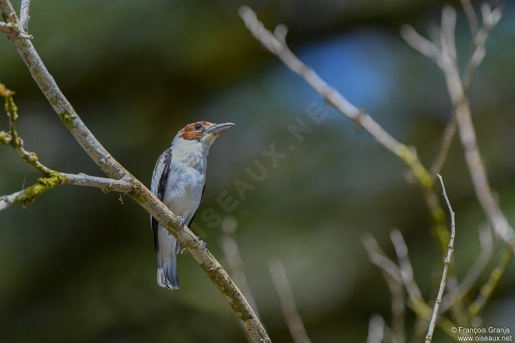 Black-crowned Tityra female