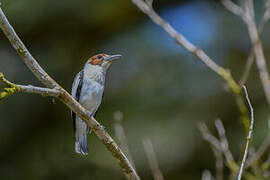 Black-crowned Tityra