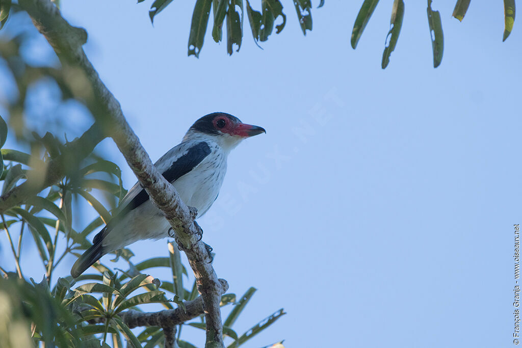 Black-tailed Tityra female