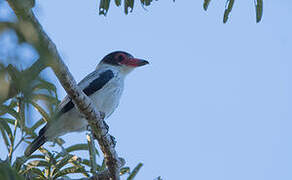 Black-tailed Tityra