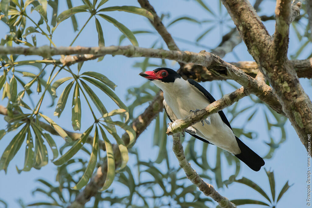 Black-tailed Tityra male