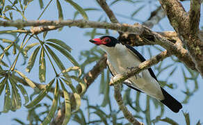 Black-tailed Tityra