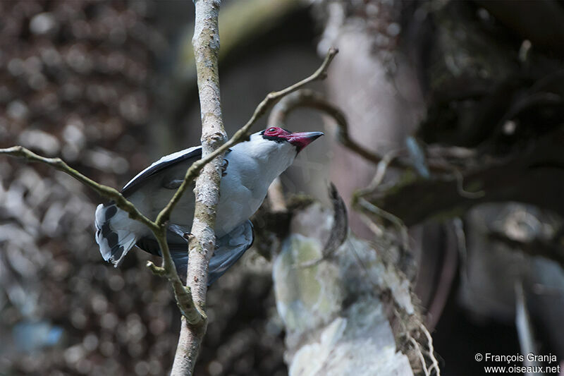 Masked Tityraadult