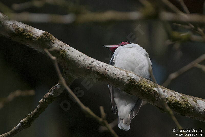 Masked Tityraadult