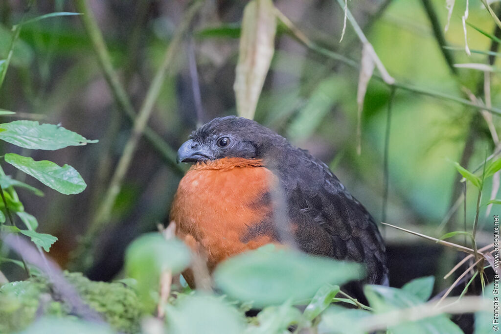 Dark-backed Wood Quail