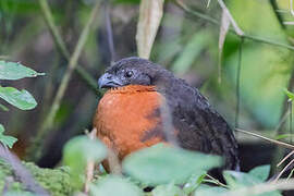 Dark-backed Wood Quail