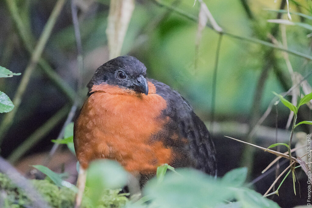 Dark-backed Wood Quail