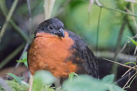 Dark-backed Wood Quail