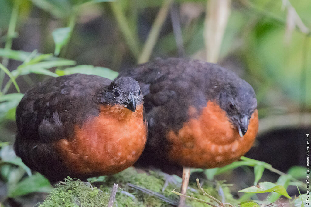 Dark-backed Wood Quailadult