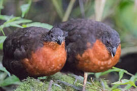 Dark-backed Wood Quail