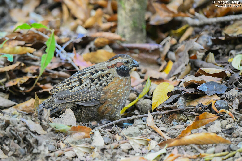 Spotted Wood Quail