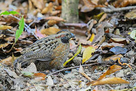 Spotted Wood Quail