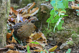 Spotted Wood Quail