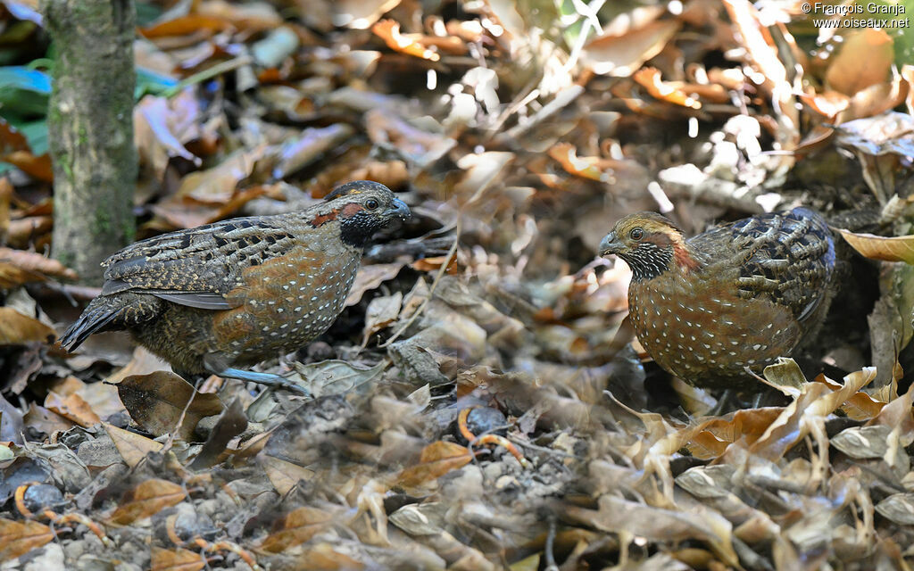 Spotted Wood Quailadult