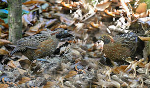 Spotted Wood Quail