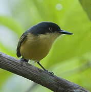 Common Tody-Flycatcher