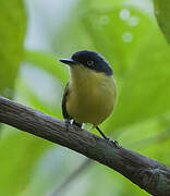 Common Tody-Flycatcher