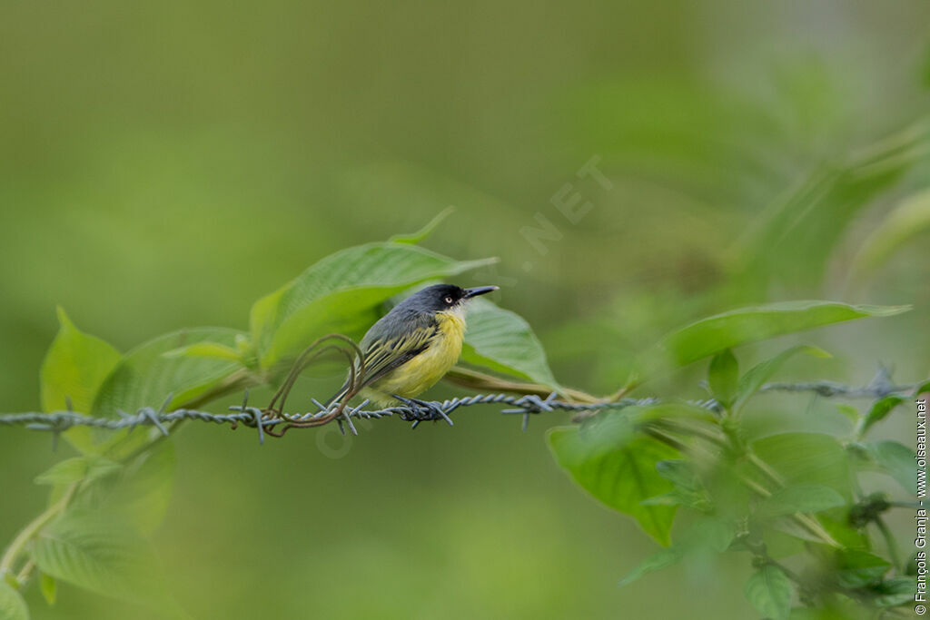 Common Tody-Flycatcher