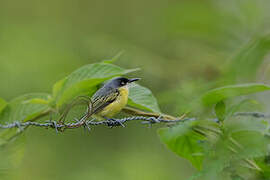 Common Tody-Flycatcher