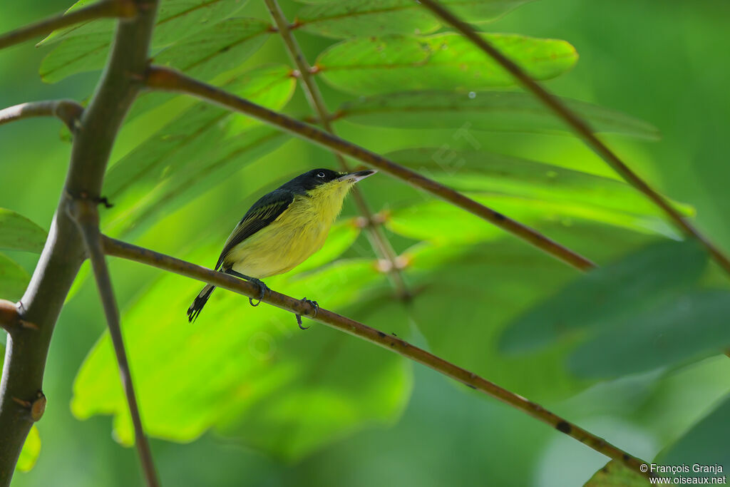 Common Tody-Flycatcher