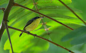 Common Tody-Flycatcher