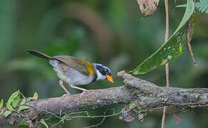 Orange-billed Sparrow