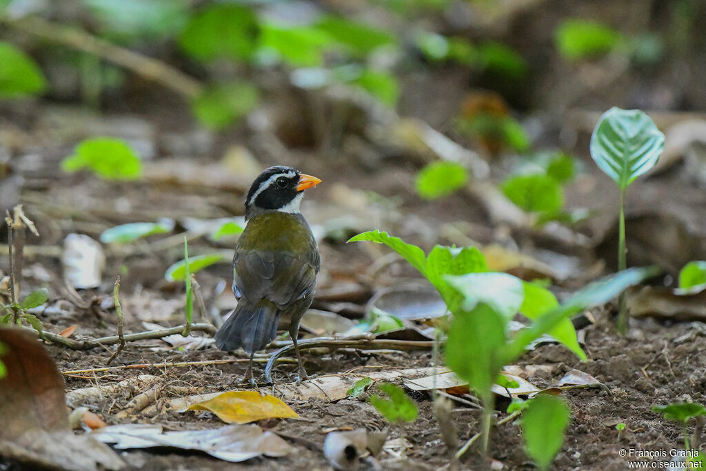 Orange-billed Sparrow