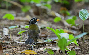 Orange-billed Sparrow