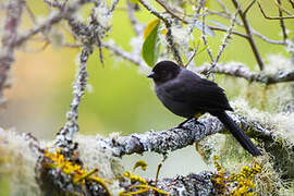 Yellow-thighed Brushfinch