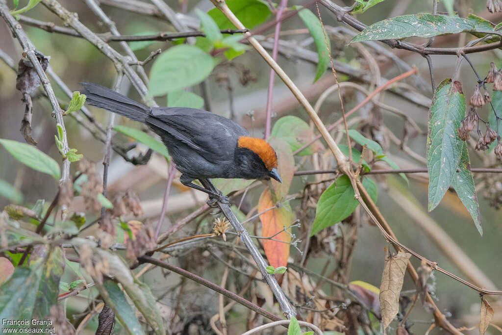 Cuzco Brushfinchadult, identification