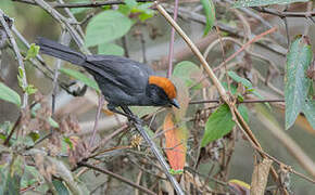 Cuzco Brushfinch