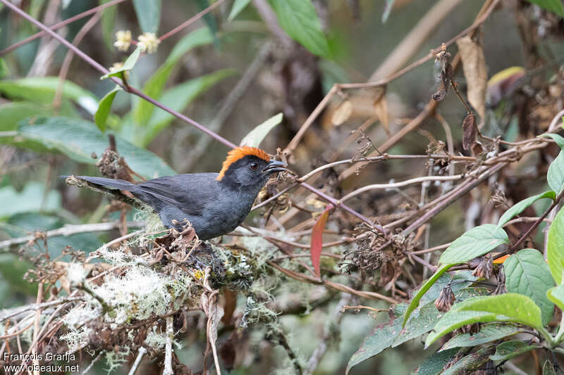 Cuzco Brushfinchadult, habitat, pigmentation