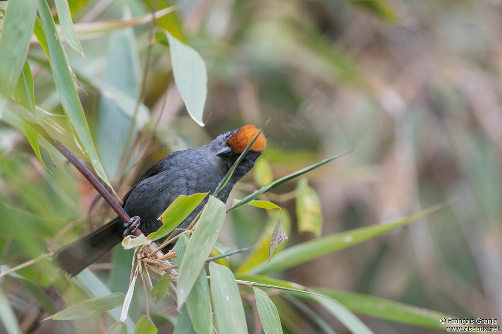 Cuzco Brushfinch