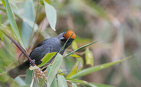 Cuzco Brushfinch