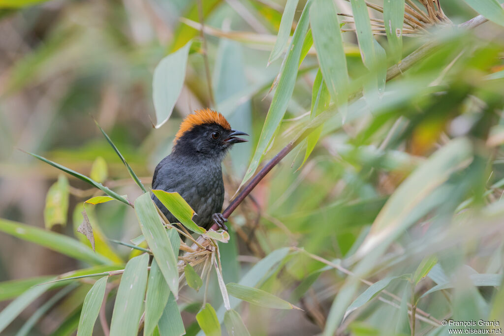 Cuzco Brushfinch