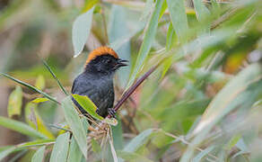 Cuzco Brushfinch