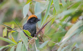 Cuzco Brushfinch