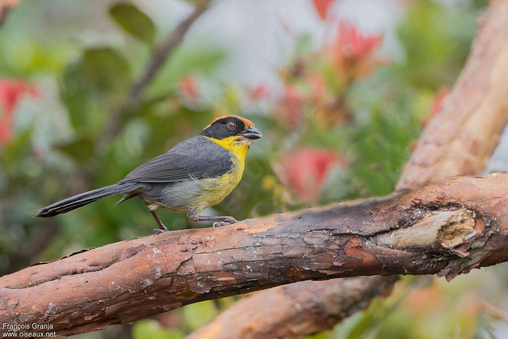 Yellow-breasted Brushfinchadult, identification