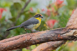 Yellow-breasted Brushfinch