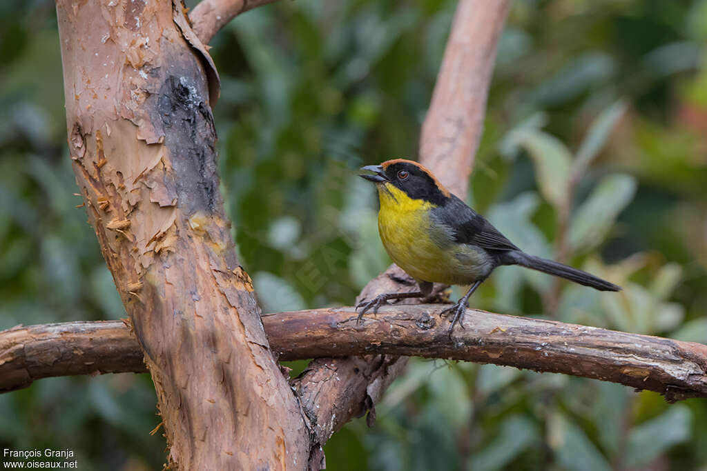 Yellow-breasted Brushfinchadult, identification