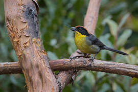 Yellow-breasted Brushfinch