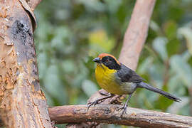 Yellow-breasted Brushfinch