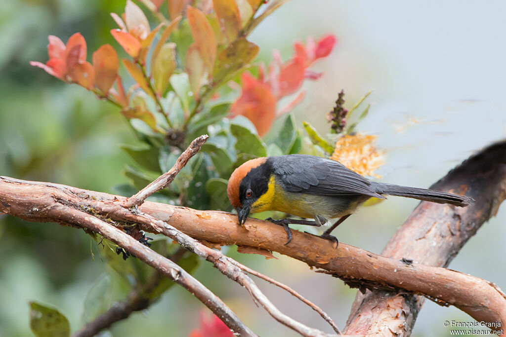 Yellow-breasted Brushfinch