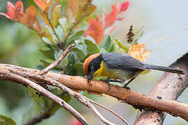 Yellow-breasted Brushfinch